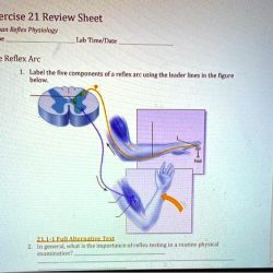 Human reflex physiology exercise 21