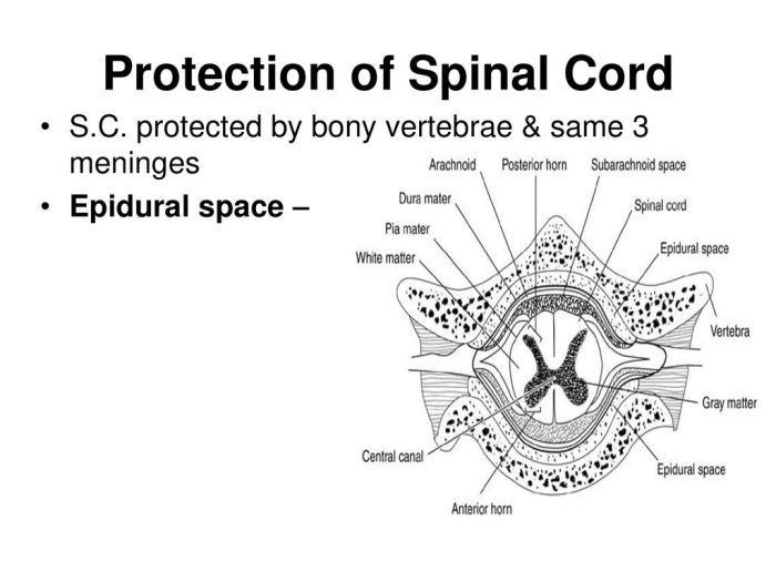 Labeling activity spinal landmarks anatomical chegg