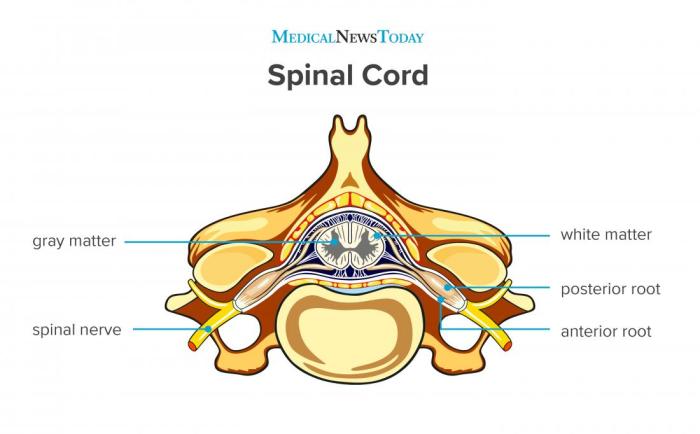 Art-labeling activity protection of the spinal cord