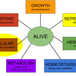 Quiz 2-1 characteristics of functions part 1