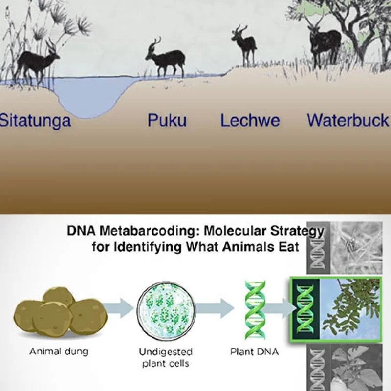 Niche partitioning and species coexistence worksheet answers pdf