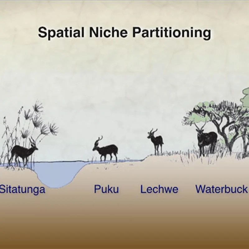 Niche partitioning and species coexistence worksheet answers pdf