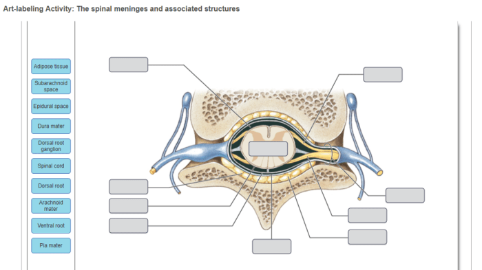 Art-labeling activity protection of the spinal cord